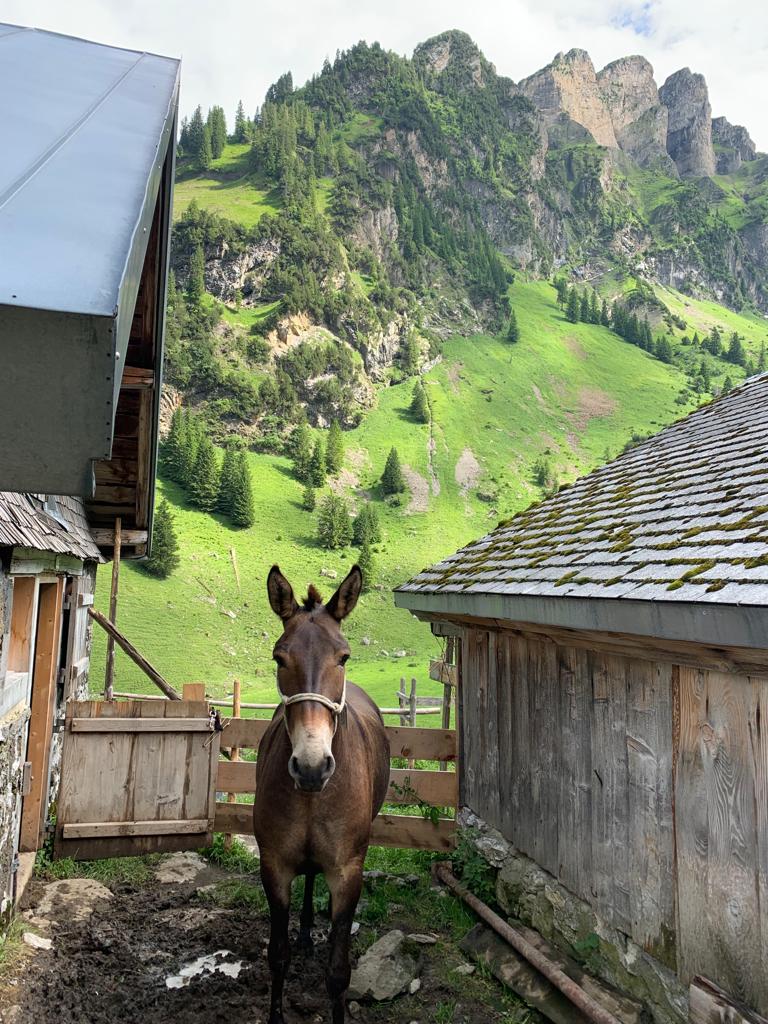 Marcus in de Alpen